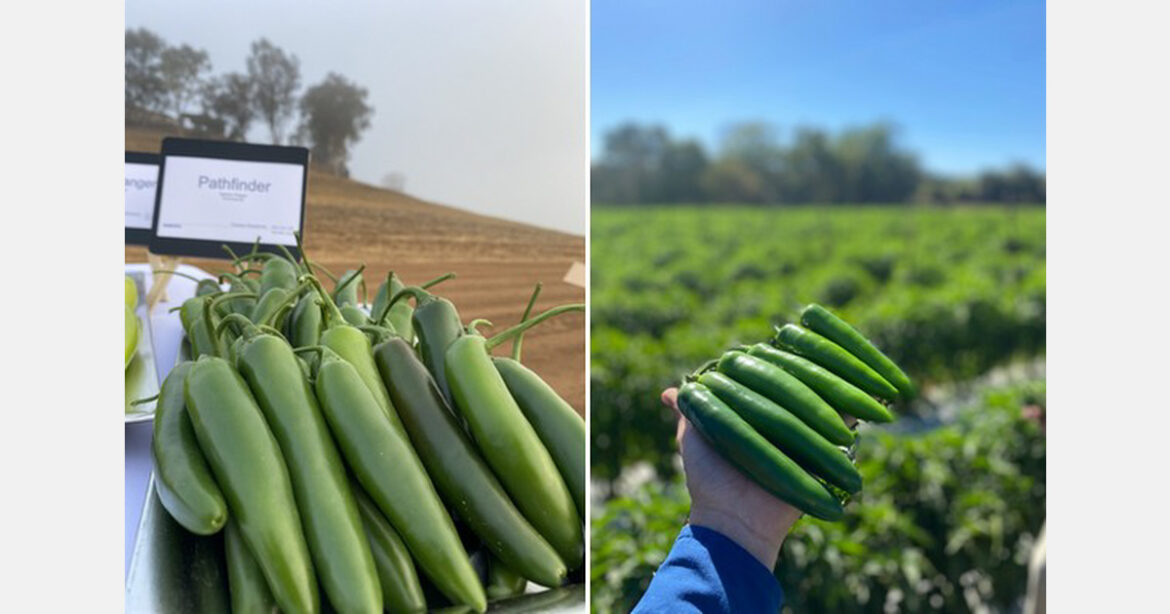 Food service and home gardening boost popularity of hot peppers Food service and home gardening boost popularity of hot peppers