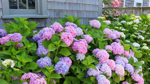 15 Best Salt-Tolerant Plants for Coastal Gardens and Salty Soil 15 Best Salt-Tolerant Plants for Coastal Gardens and Salty Soil