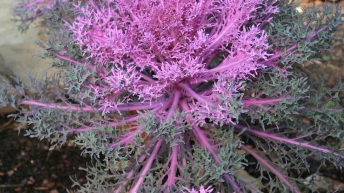 Southern Gardening: Fancy leaf kale named Mississippi Medallion winner Southern Gardening: Fancy leaf kale named Mississippi Medallion winner