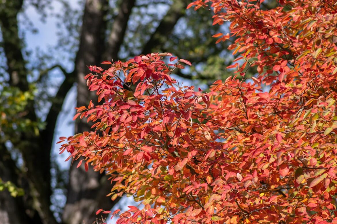 Want a High-Impact Front Yard Tree? Garden Pros Say Skip High-Maintenance Varieties for These 3 Easy Sun-Lovers