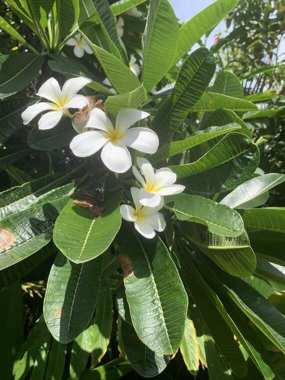 Hawaii Island Landscape Association brings fragrance to Hawaii gardens Hawaii Island Landscape Association brings fragrance to Hawaii gardens