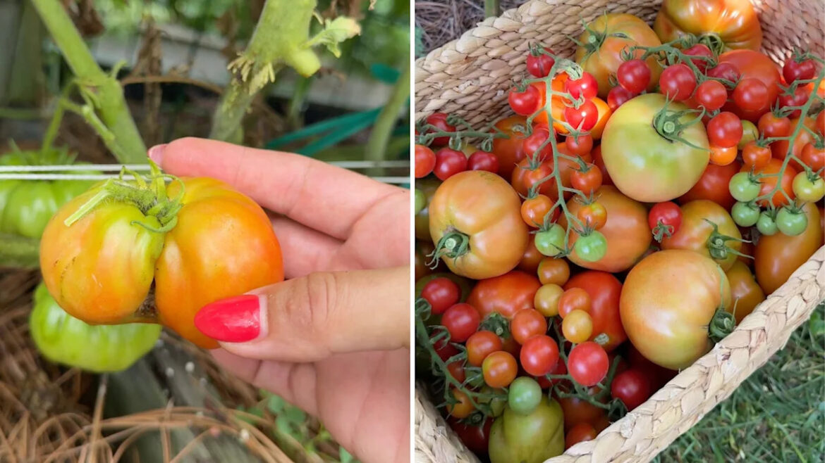 South Louisiana gardener says spring tomatoes are 'done for now' after a huge harvest