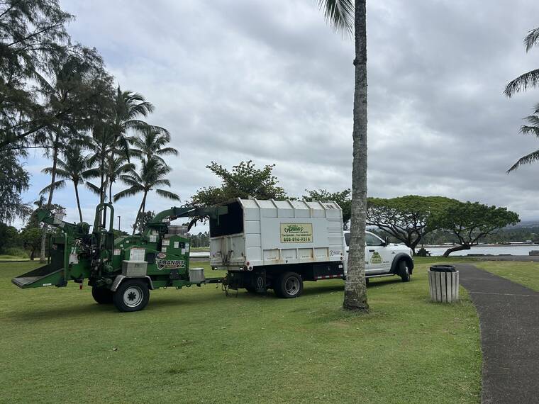 Tree maintenance project begins in Lili‘uokalani Gardens Tree maintenance project begins in Lili‘uokalani Gardens