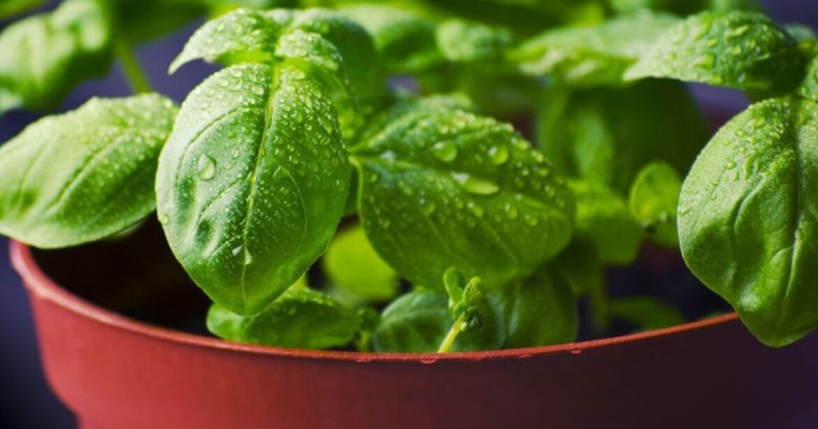 Illinois Extension’s virtual gardening classes feature landscaping, preserving herbs, and other topics – Shaw Local Illinois Extension’s virtual gardening classes feature landscaping, preserving herbs, and other topics – Shaw Local