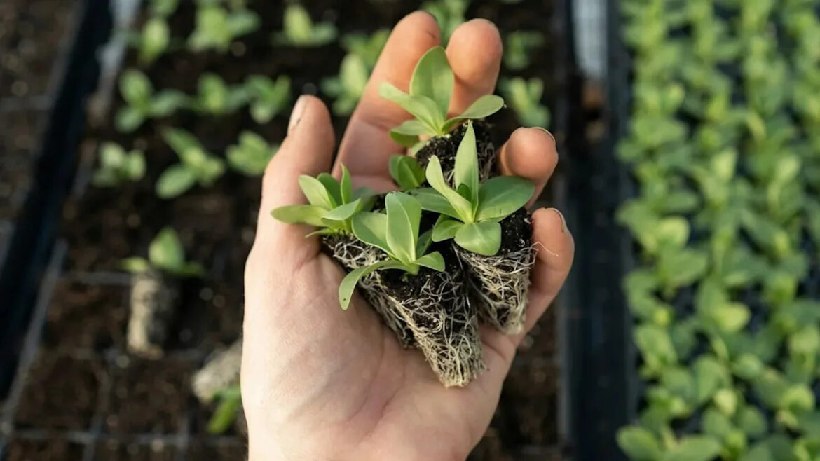 Already Dreaming About Next Year’s Garden? This 2,000-Year-Old Trick Lets You Throw Out Your Plastic Seed Trays for Good Already Dreaming About Next Year’s Garden? This 2,000-Year-Old Trick Lets You Throw Out Your Plastic Seed Trays for Good
