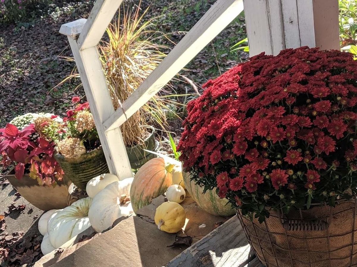 Chrysanthemums and the colors of fall in Georgia - All For Gardening