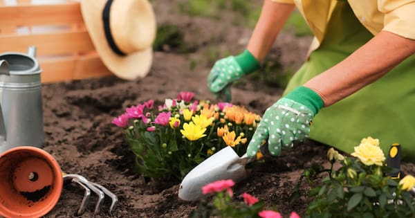 More than 200 New Zealanders injured a day while gardening – ACC More than 200 New Zealanders injured a day while gardening – ACC