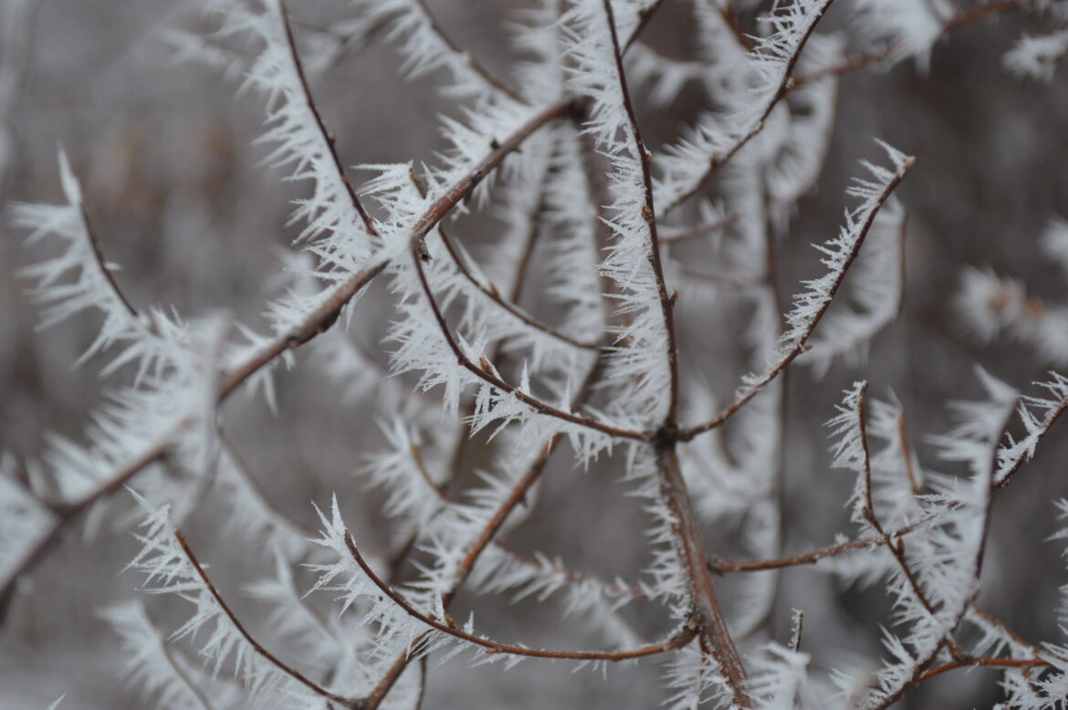Iowa to see temperatures plummet; possible first frost – Homegrown Iowan Iowa to see temperatures plummet; possible first frost – Homegrown Iowan