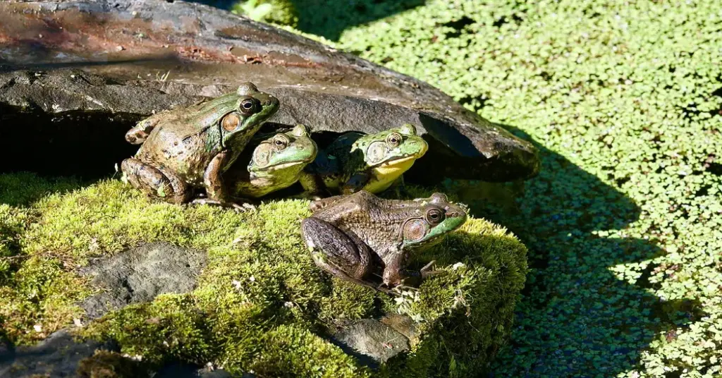 Turn Your Backyard Pond Into a Hotbed of Biodiversity, Even in Winter Turn Your Backyard Pond Into a Hotbed of Biodiversity, Even in Winter