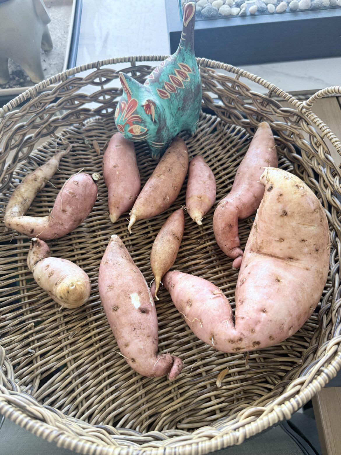 White sweet potato harvest