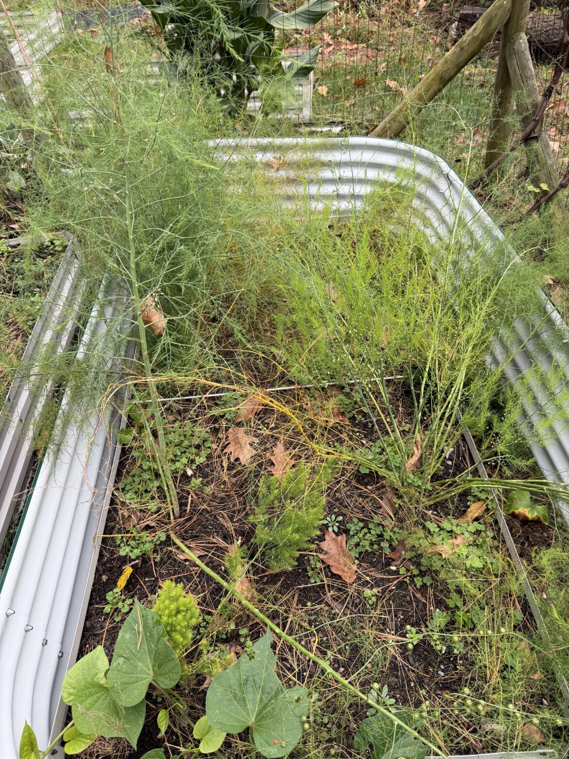 Can my asparagus be cut back yet? Can my asparagus be cut back yet?
