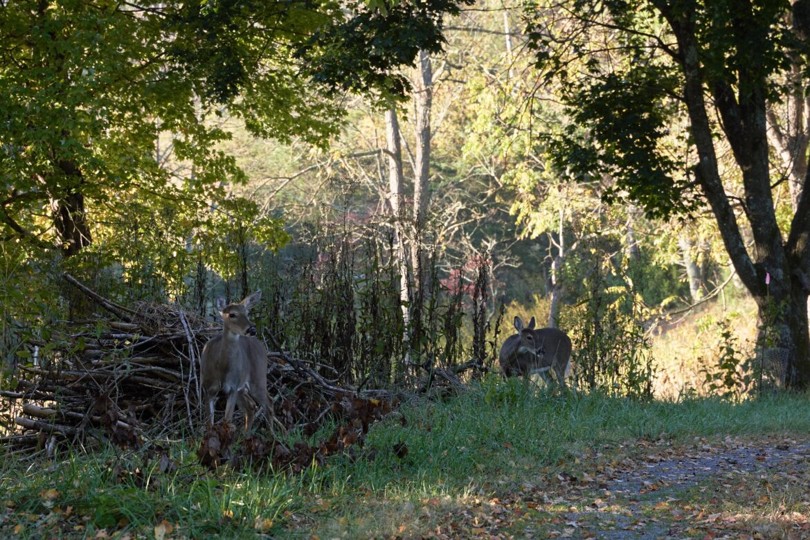 No livestock, no pets, just wildlife.