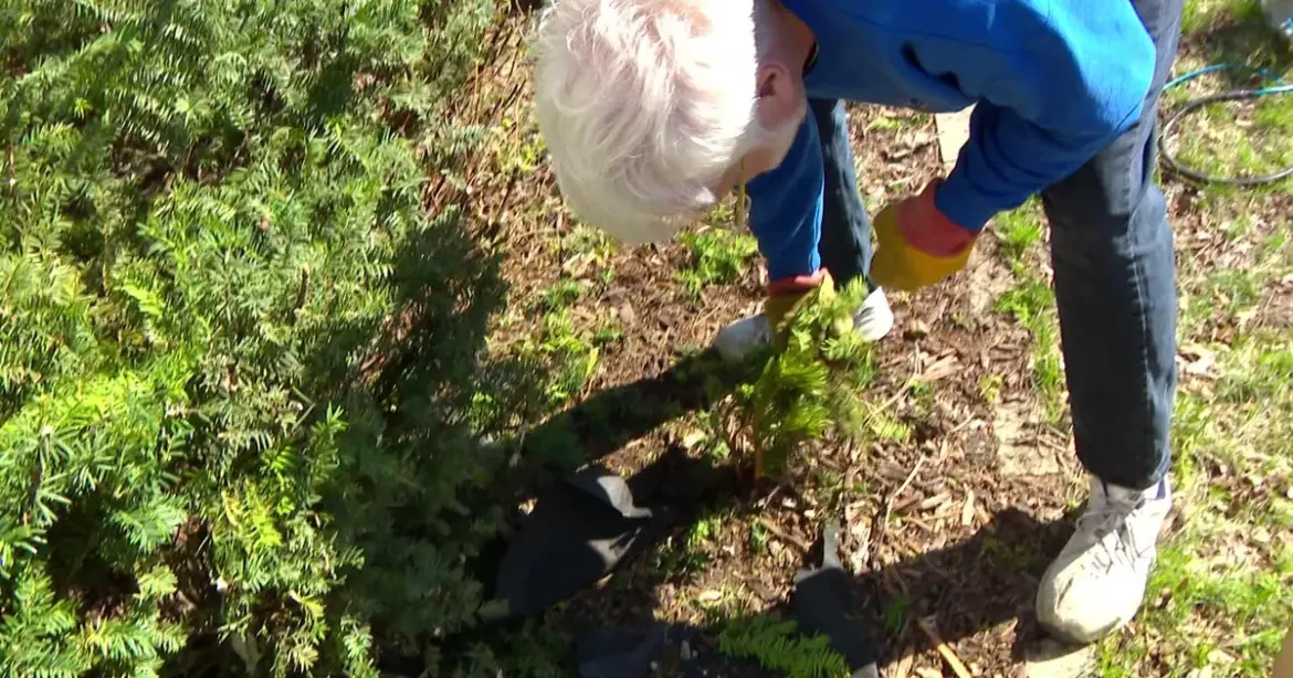 Many in Minnesota are getting ready for gardening season Many in Minnesota are getting ready for gardening season