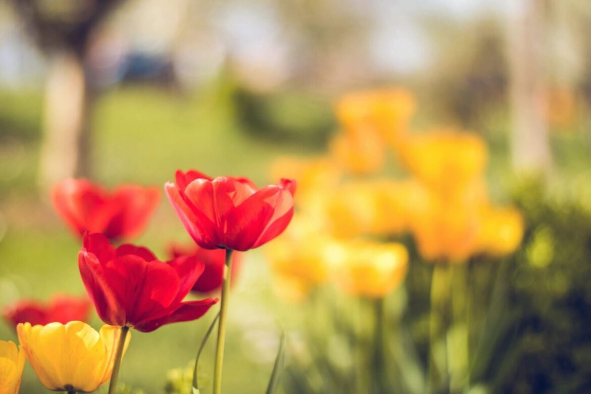 Plant Now, Enjoy Later: October Gardening Tips for a Colorful Spring qtq80-oG1y1J