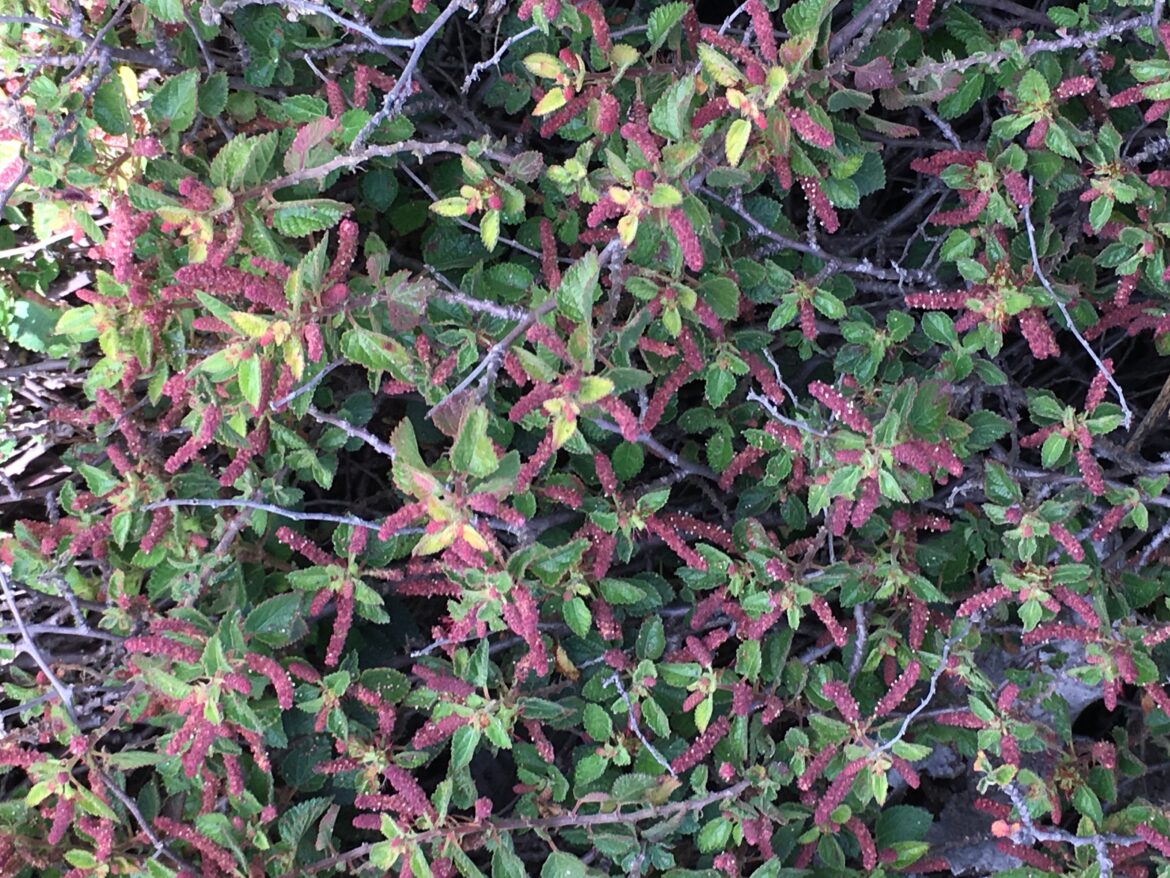 Gardening: California native gardens offer surprising results with little water – Orange County Register