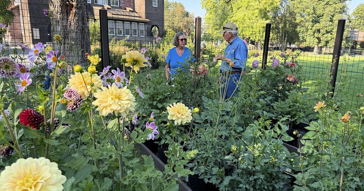 Timeless petals: Garden cultivates flowers with longtime connection to Flathead Valley Timeless petals: Garden cultivates flowers with longtime connection to Flathead Valley