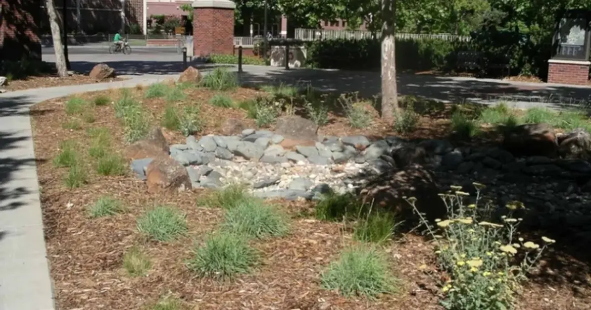 Plant Suggestions for your Rain Garden Plant Suggestions for your Rain Garden