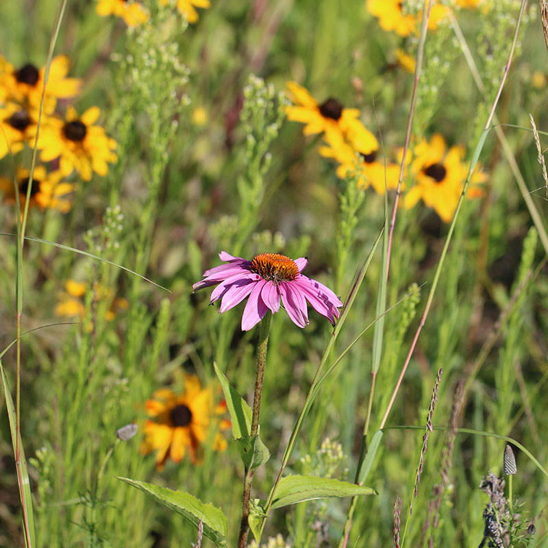 Urban Pollinator Program | North Dakota Game and Fish Wildflowers