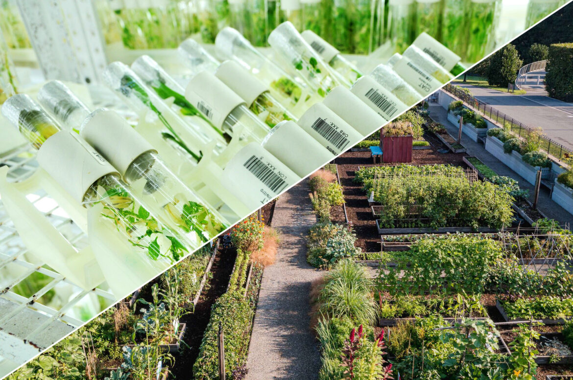 Uniting Botanic Gardens and Genebanks Around Food Plant Diversity Juxtaposed images of plants in a laboratory vs. a sunny outdoor vegetable garden