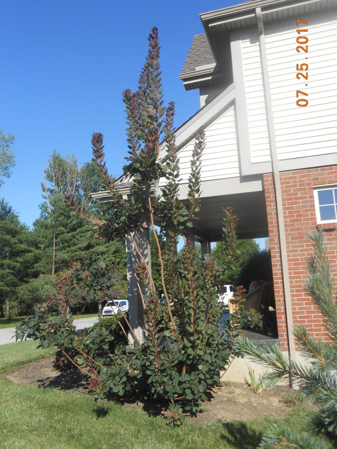 Smoke Tree Cut Back? - Kentucky Living