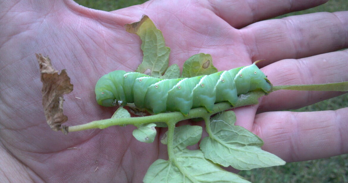 Connecticut Garden Journal: Attack of the Tomato Hornworms Connecticut Garden Journal: Attack of the Tomato Hornworms