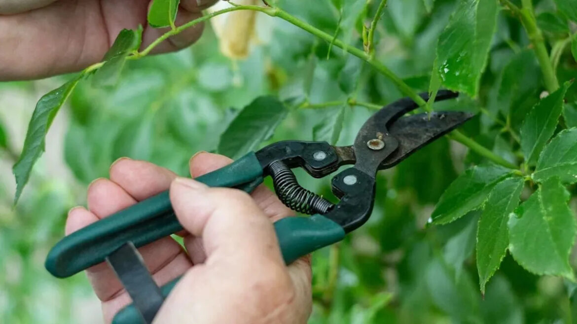 Stop Pruning! Leave These 6 Plants Messy in Fall or Lose Next Spring's Flowers