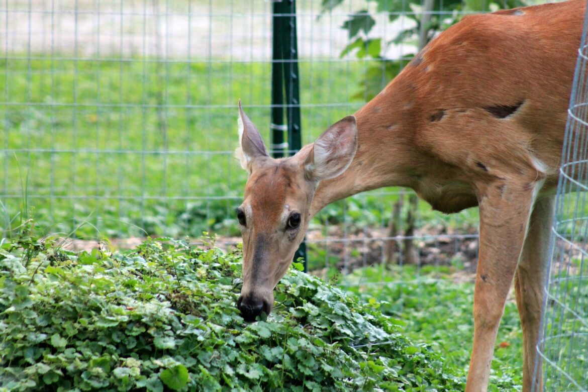 Deer Me! What’s Eating Your Landscape?