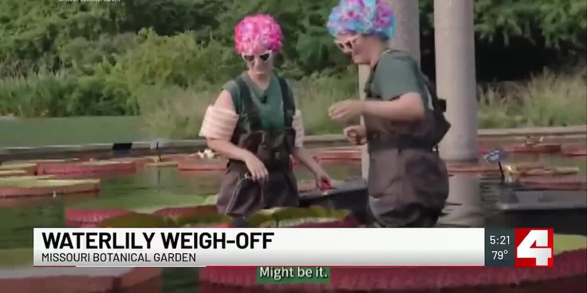 Weather, ducklings affect MoBOT’s ‘Waterlily Weigh-Off’ entry