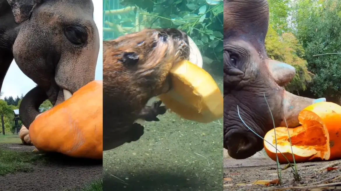 Elephants, Otters, and Beavers Get Into the Halloween Spirit at Oregon Zoo Apple App Store
