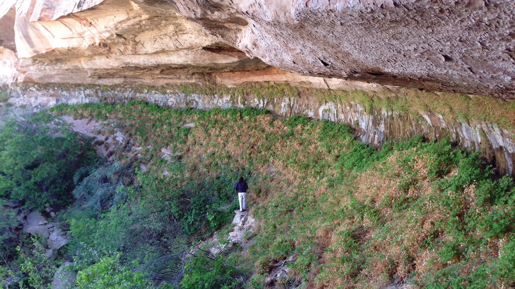 Monitoring Hanging Gardens in National Parks of Southeast Utah, 2013–2020 (U.S. National Park Service) A person walks on a steep incline beneath an overhanging sandstone cliff, surrounded by green plants growing on the wall and incline.