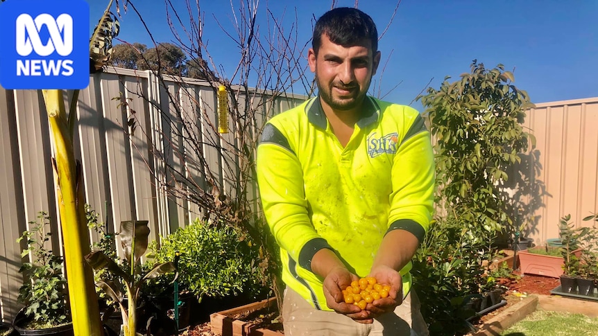 World record beckons for backyard gardener’s tree bearing 10 different fruits World record beckons for backyard gardener's tree bearing 10 different fruits