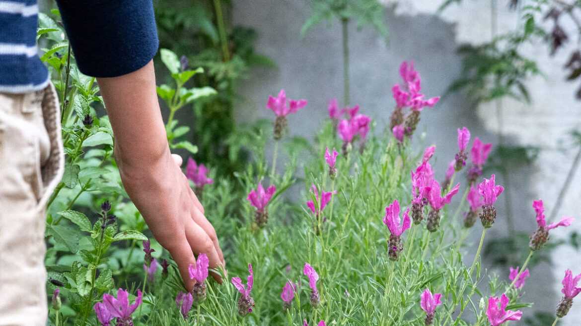 What are sensory gardens and why they’re trending this spring What are sensory gardens and why they're trending this spring