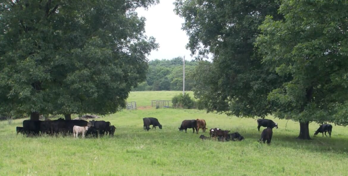 2026 Arkansas Grown School Garden of the Year winners include Bentonville school Apple App Store