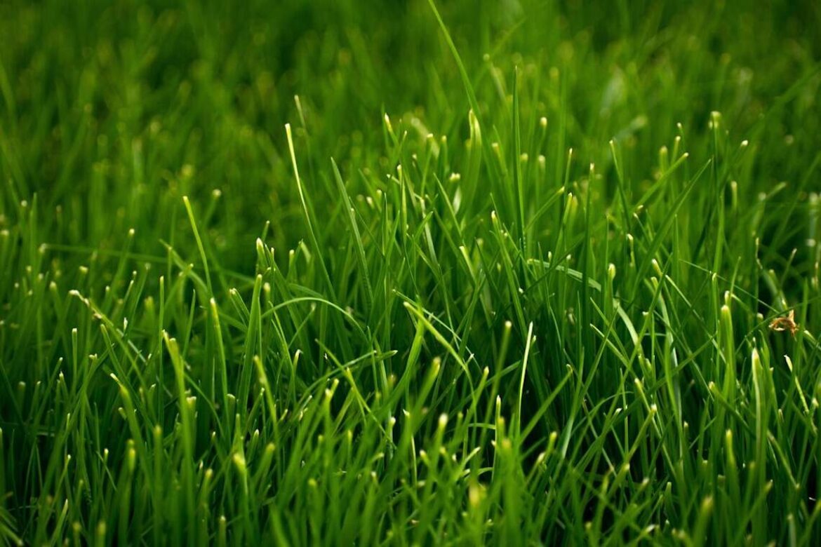 Is it too late to overseed your lawn this fall? See what Kansas experts recommend Is it too late to overseed your lawn this fall? See what Kansas experts recommend