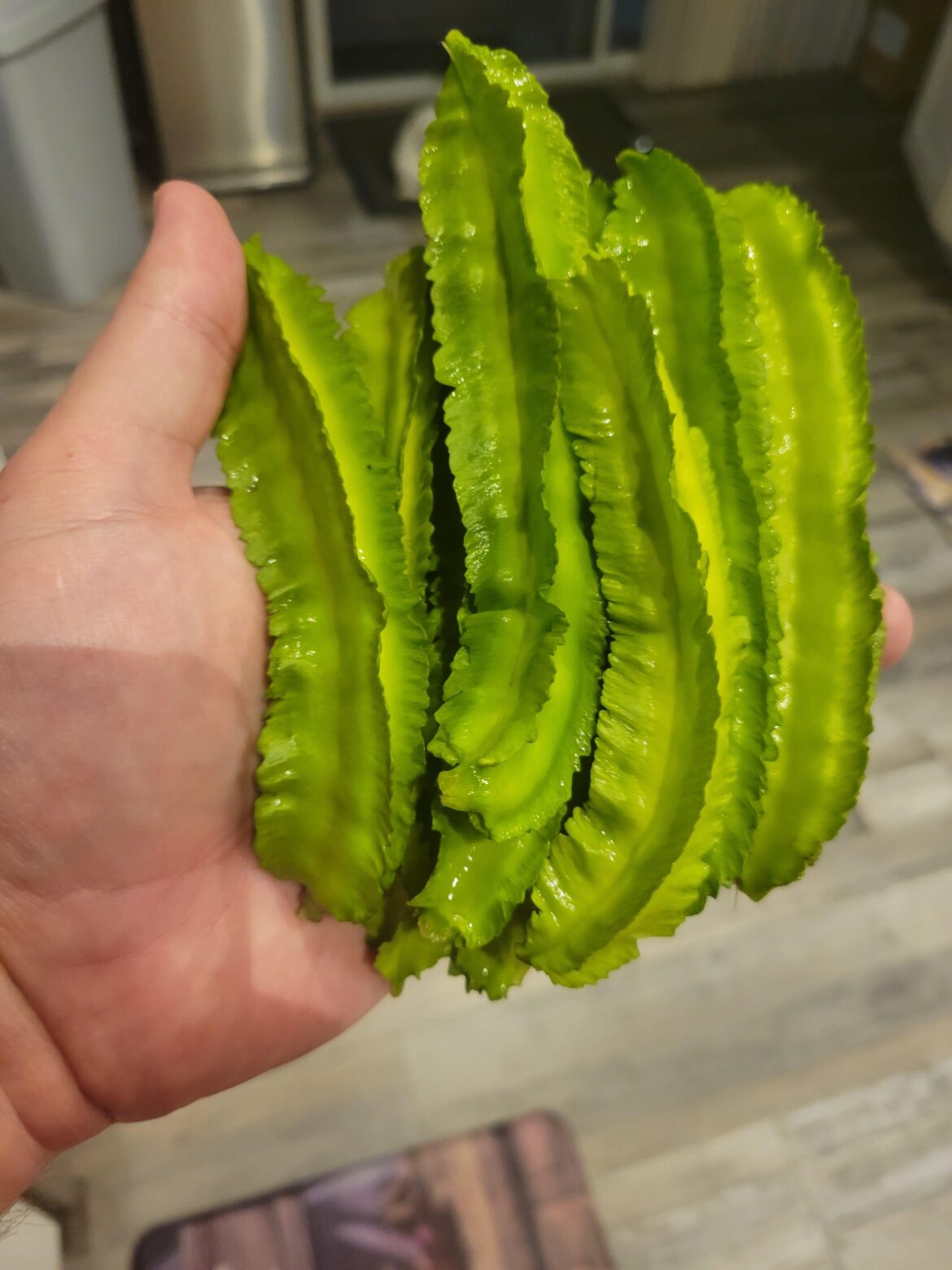 Winged bean question