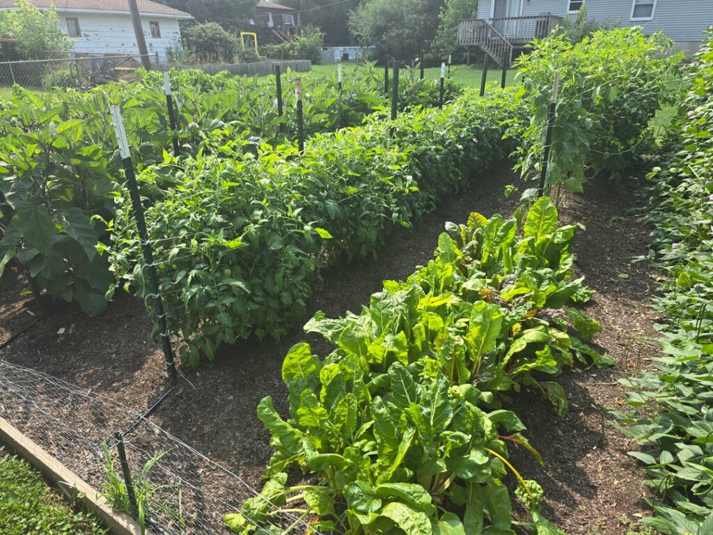 This year's Garden and Harvest