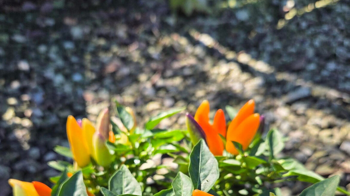 Ornamental peppers are fall’s hottest garden trend in Ohio Ornamental peppers are fall's hottest garden trend in Ohio