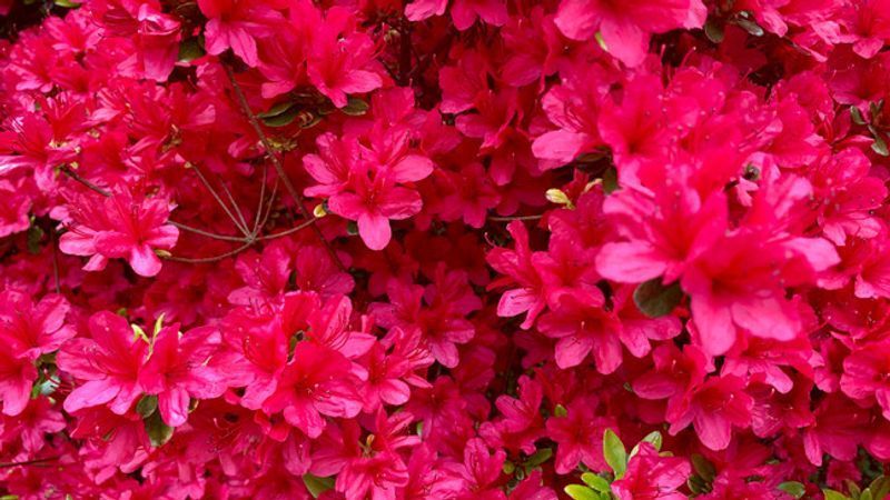 Kinney Azalea Gardens (WJAR)