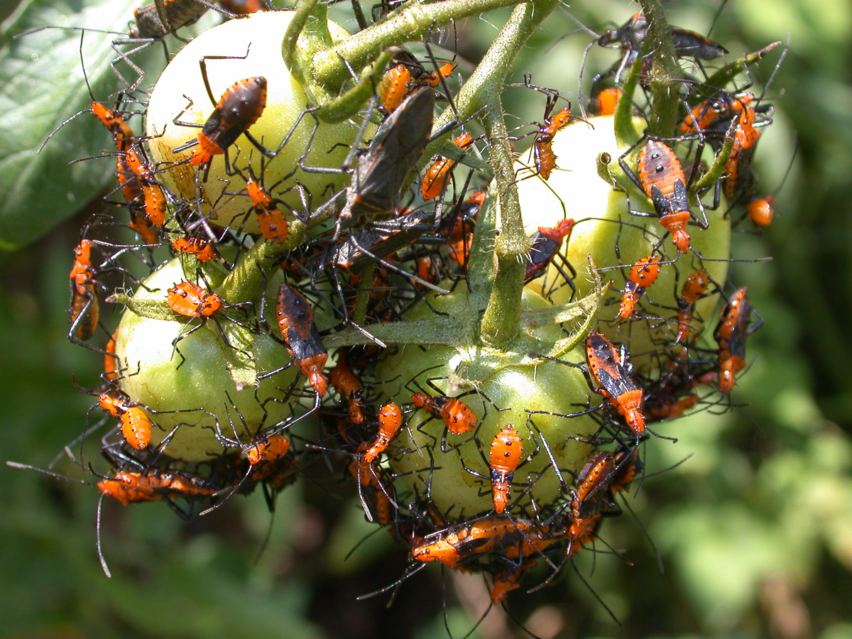 A swarm of leaf-footed bug nymphs