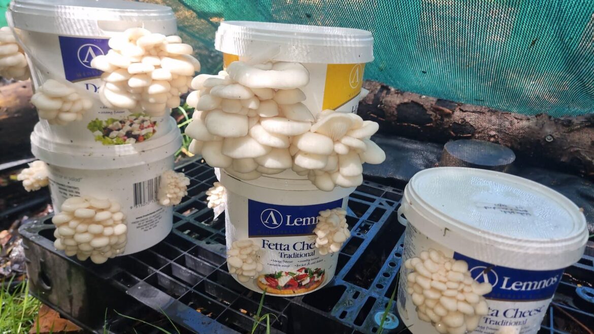 Turned a catcher of lawn clippings into a month of oyster mushrooms (lime bath and old feta buckets) Turned a catcher of lawn clippings into a month of oyster mushrooms (lime bath and old feta buckets)