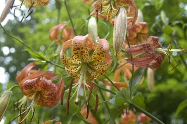 Lilium_superbum_1