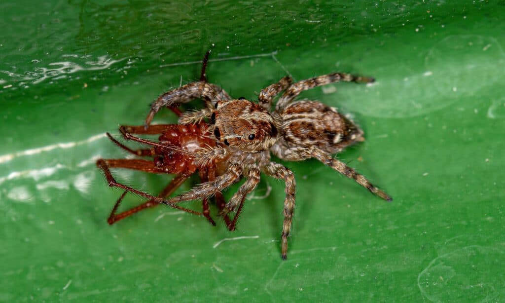 pantropic jumping spider