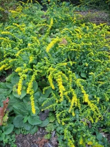 Solidago_sphacelata_Golden_Fleece-385x514