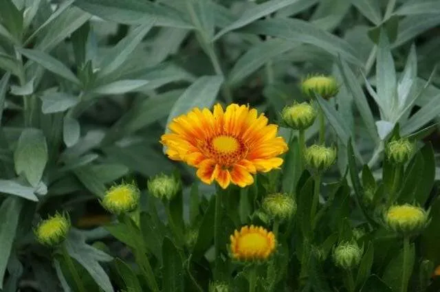 South Garden_Early June_Arizona Apricot blanket flower