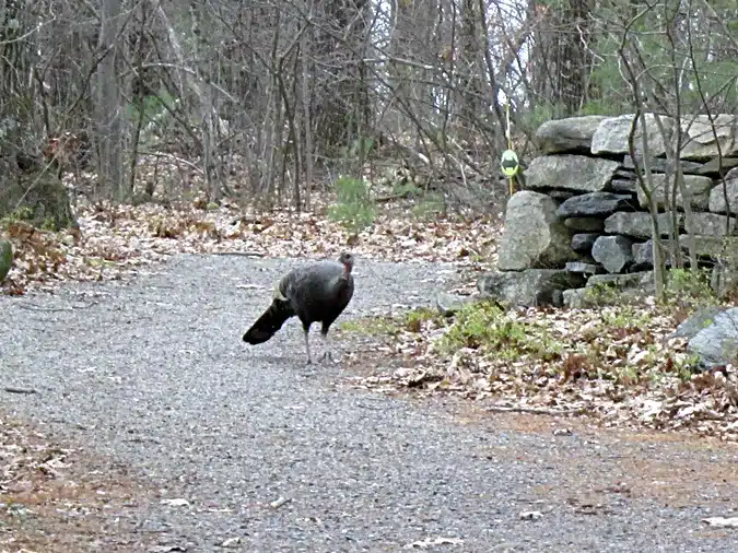 Tower Hill Turkey trail