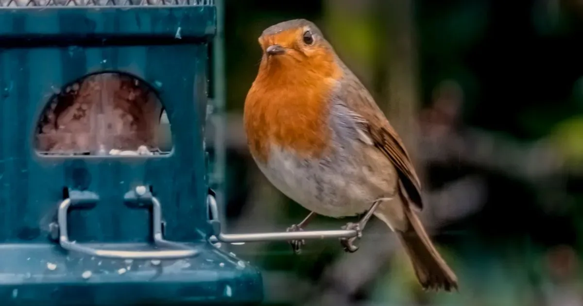 Alan Titchmarsh Names 2 Essential Berry Shrubs to Feed Backyard Birds This Season
