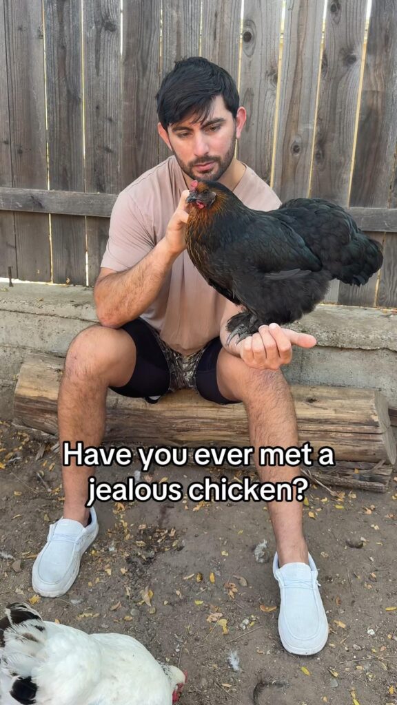 Can you guess who’s my favorite chicken? 1 or 2