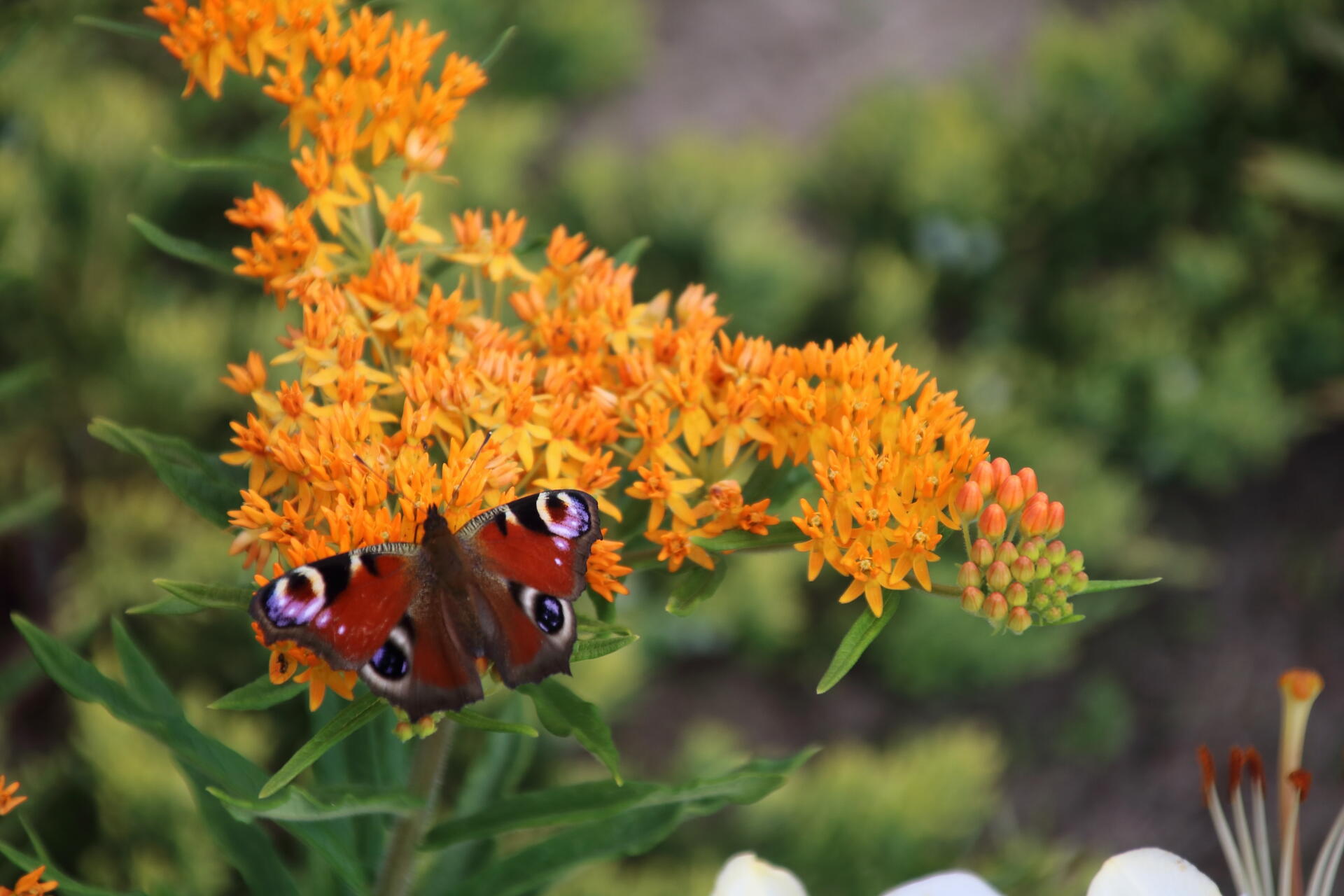 Bright orange butterfly weed flowers attracting pollinators in a sunny garden