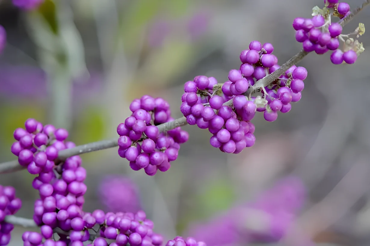 Callicarpa bodinieri profusion. Selective focus.