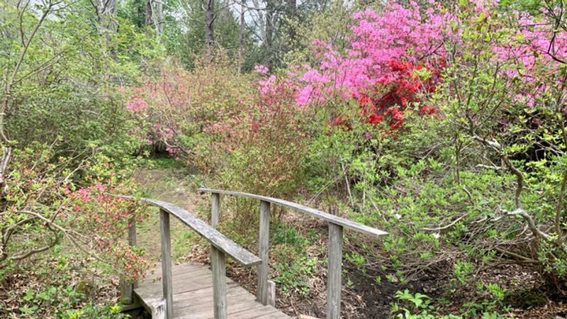 Angela Basile, 11, and Julia Basile, 12, say they like the hidden trails and bridges in the garden. (WJAR)
